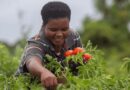 Pesticide Risk Reduction Supports Sustainable Food Systems – Here’s How