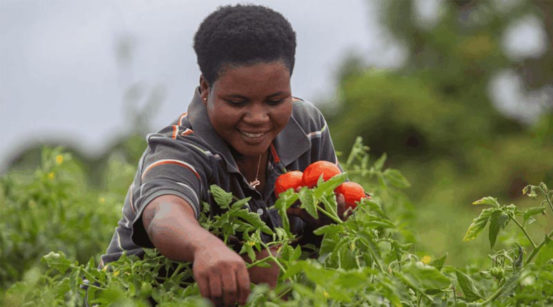 Pesticide Risk Reduction Supports Sustainable Food Systems – Here’s How