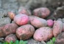 China Dominates Global Sweet Potato Production, Contributing Over Half of World Output