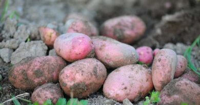 China Dominates Global Sweet Potato Production, Contributing Over Half of World Output
