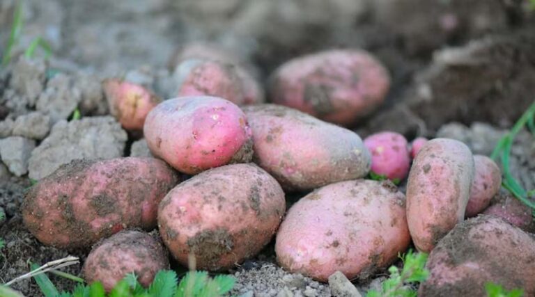 China Dominates Global Sweet Potato Production, Contributing Over Half of World Output