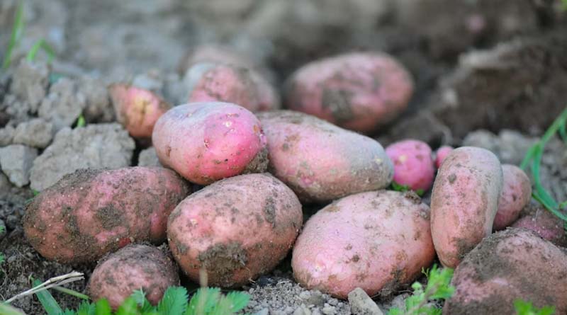 China Dominates Global Sweet Potato Production, Contributing Over Half of World Output