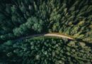 Global Forest Cover at 4.14 Billion Hectares as Deforestation Slows, Finds FAO’s FRA 2025 Report