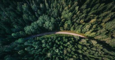 Global Forest Cover at 4.14 Billion Hectares as Deforestation Slows, Finds FAO’s FRA 2025 Report