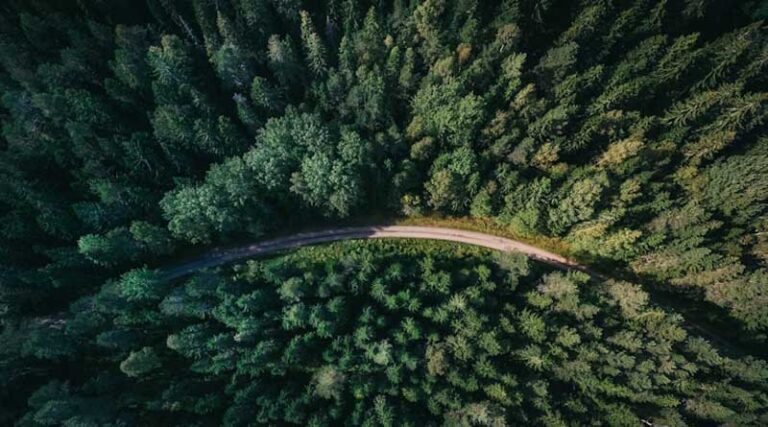 Global Forest Cover at 4.14 Billion Hectares as Deforestation Slows, Finds FAO’s FRA 2025 Report