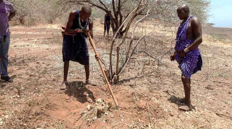 The Silent Invasion: A Community’s Fight To Reclaim Its Land From Invasive Prosopis Weed