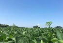 Research Shows Waterhemp Resistance Can Evolve from Preemergent PPO Inhibitor Use