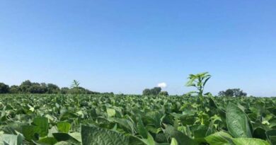 Research Shows Waterhemp Resistance Can Evolve from Preemergent PPO Inhibitor Use