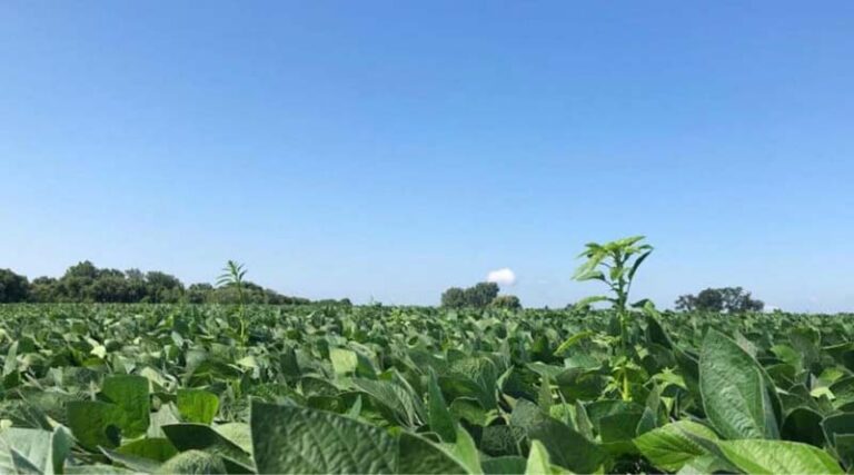 Research Shows Waterhemp Resistance Can Evolve from Preemergent PPO Inhibitor Use
