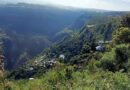 Research Reveals The Genetic Diversity Of Trees In Ethiopia’s ‘Church Forest’