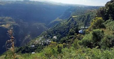 Research Reveals The Genetic Diversity Of Trees In Ethiopia’s ‘Church Forest’
