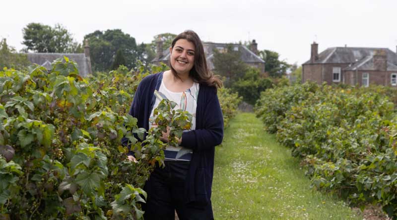 Unlocking The Fresh Market Potential Of Blackcurrants