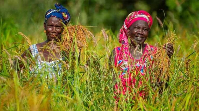 African Development Bank Group Receives $14 Million in First Funding Allocation Under Global Agriculture and Food Security Program’s New Private Sector Financing Window