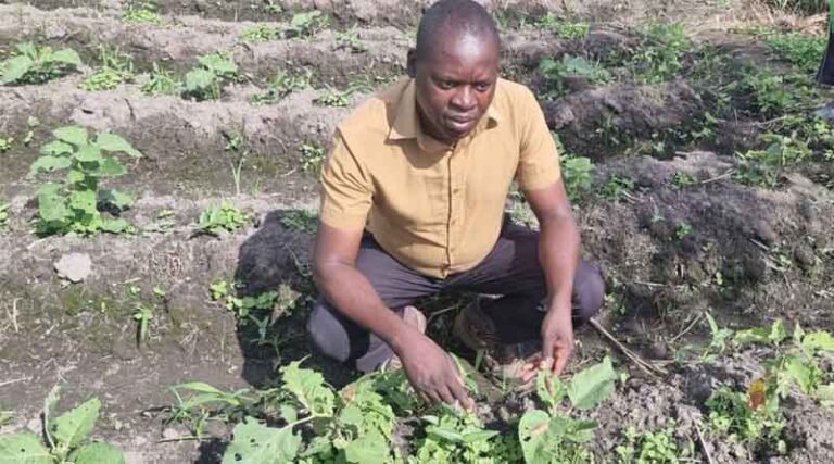 Meet Ignitious Chilembo, A Zambian Researcher Championing Responsible Pest Management