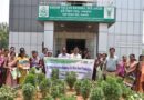 Enhancing Decentralized Seed Production of Healthier Rice in Odisha