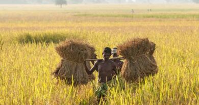 Will India’s ₹15,095 Crore Procurement Push in Telangana, Odisha, Maharashtra & MP Drive a Crop Shift Toward Pulses and Oilseeds?