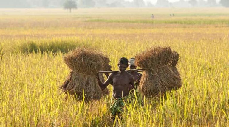 Will India’s ₹15,095 Crore Procurement Push in Telangana, Odisha, Maharashtra & MP Drive a Crop Shift Toward Pulses and Oilseeds?