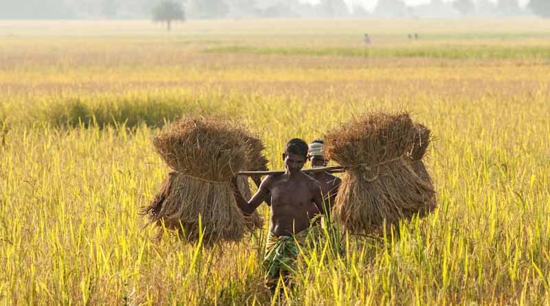 Will India’s ₹15,095 Crore Procurement Push in Telangana, Odisha, Maharashtra & MP Drive a Crop Shift Toward Pulses and Oilseeds?