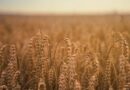 Bayer Targeting 2028 For Australian Launch Of Icafolin, A Groundbreaking New Herbicide From A New Chemical Class