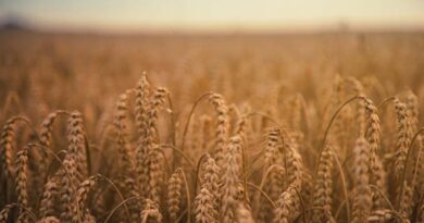 Bayer Targeting 2028 For Australian Launch Of Icafolin, A Groundbreaking New Herbicide From A New Chemical Class