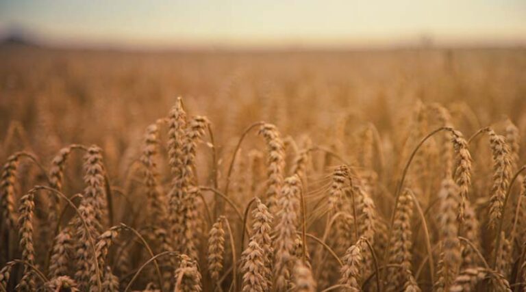 Bayer Targeting 2028 For Australian Launch Of Icafolin, A Groundbreaking New Herbicide From A New Chemical Class
