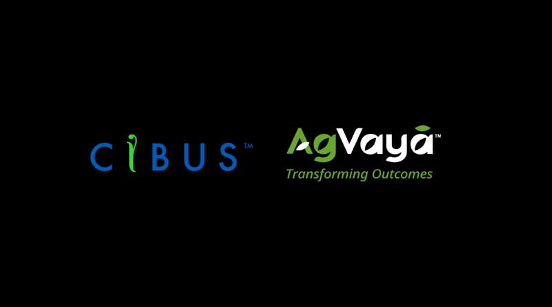 Cibus and AgVayā Partner to Boost Rice Productivity in India with Advanced Gene Editing Technology
