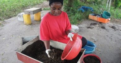 Review Article Reveals Dominant Role That Women Play In Value Chain Of Insects Used As Food And Feed In Africa