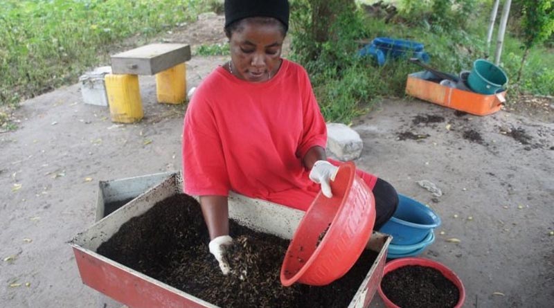 Review Article Reveals Dominant Role That Women Play In Value Chain Of Insects Used As Food And Feed In Africa