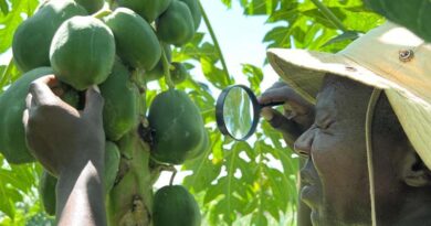 Study Finds Positive Change In Farmers’ Perception Of Biocontrol Following Engagement In Early Stages Of Biological Control Initiative