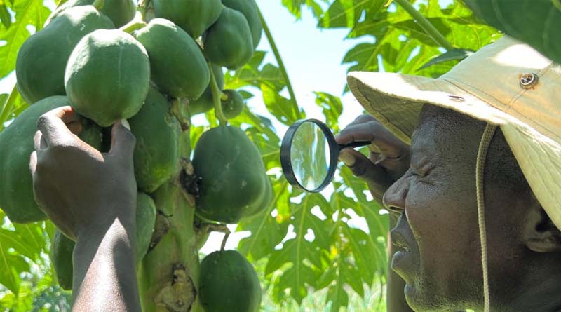 Study Finds Positive Change In Farmers’ Perception Of Biocontrol Following Engagement In Early Stages Of Biological Control Initiative