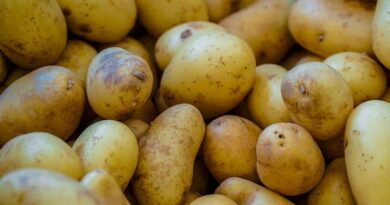 Dhanuka Agritech Issues Advisory to Protect Potato Crops from Early and Late Blight Diseases