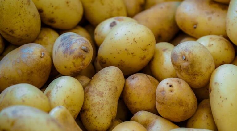 Dhanuka Agritech Issues Advisory to Protect Potato Crops from Early and Late Blight Diseases