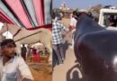 Pushkar Fair 2025: ₹10-Crore Horse ‘Badal’ and ₹23-Crore Buffalo ‘Anmol’ Steal the Spotlight