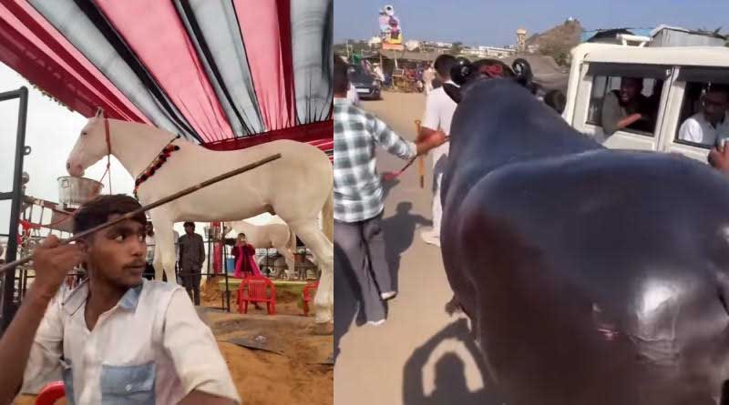 Pushkar Fair 2025: ₹10-Crore Horse ‘Badal’ and ₹23-Crore Buffalo ‘Anmol’ Steal the Spotlight