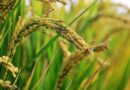 Concerns Raised Over ICAR’s Genome-Edited Rice Trials: Coalition for a GM-Free India Seeks Review