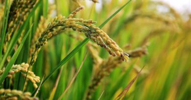 Concerns Raised Over ICAR’s Genome-Edited Rice Trials: Coalition for a GM-Free India Seeks Review