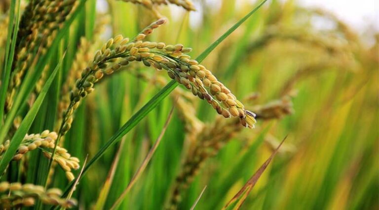 Concerns Raised Over ICAR’s Genome-Edited Rice Trials: Coalition for a GM-Free India Seeks Review