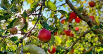 Leaf Miner Outbreak in Kashmir’s Apple Orchards Linked to Climate Change