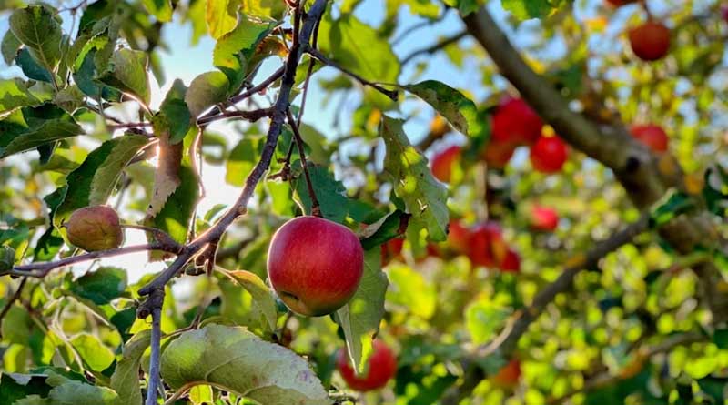 Leaf Miner Outbreak in Kashmir’s Apple Orchards Linked to Climate Change
