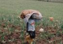 Sri Lanka Sets Size and Quality Criteria for Onion Purchases, Again Triggering Farmer Protests