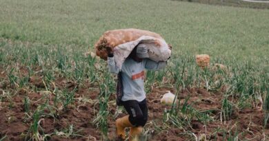 Sri Lanka Sets Size and Quality Criteria for Onion Purchases, Again Triggering Farmer Protests