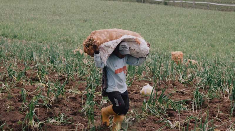 Sri Lanka Sets Size and Quality Criteria for Onion Purchases, Again Triggering Farmer Protests