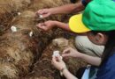 From Waste To Wealth: Vietnam’s Circular Economy Turns Rice Straw Into Farmer Income Boost