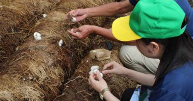 From Waste To Wealth: Vietnam’s Circular Economy Turns Rice Straw Into Farmer Income Boost