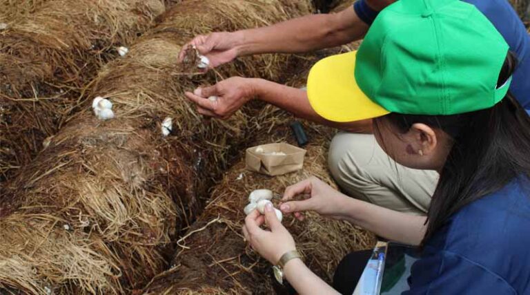 From Waste To Wealth: Vietnam’s Circular Economy Turns Rice Straw Into Farmer Income Boost