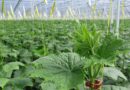 Strong And Vigorous Cucumbers From BASF