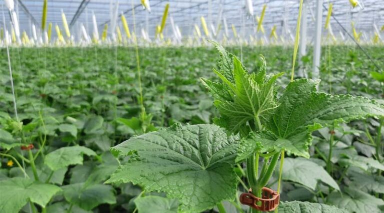 Strong And Vigorous Cucumbers From BASF