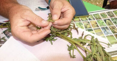 Burundi Strengthens Food Security And Adds PlantwisePlus Pest Management Training To 40 Agricultural Schools