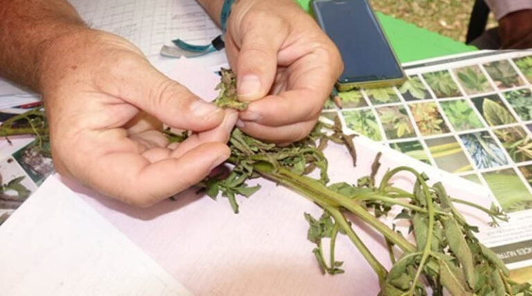 Burundi Strengthens Food Security And Adds PlantwisePlus Pest Management Training To 40 Agricultural Schools