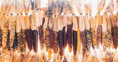 Mayan Farming: Ancient Wisdom Shaping the Future of Sustainable Agriculture
